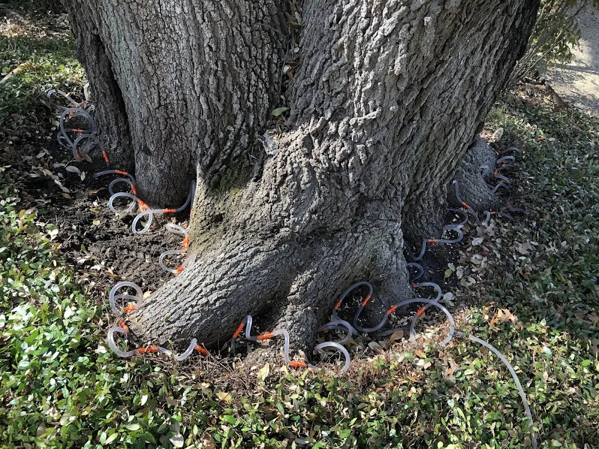 Detailed Tree Cabling and Bracing job site in Niceville