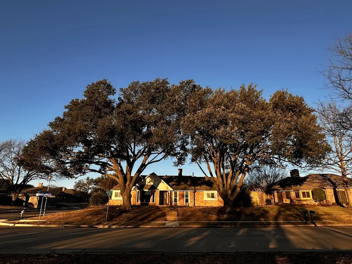 Established residential canopy tree shading a home in Niceville